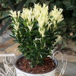 Spindle Tree, Japanese 'Paloma blanca'